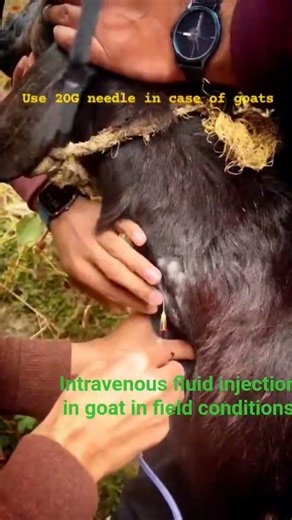 Intravenous injection IV fluids administration in goats in field #goat #sheep #vet #animals