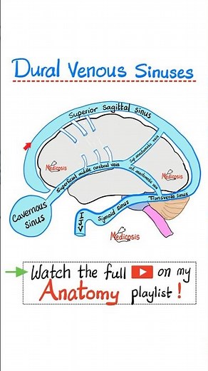 Cavernous Sinus - Dural Venous Sibuses - Neuroanatomy...#anatomy #physiology #nurse #doctor #surgery