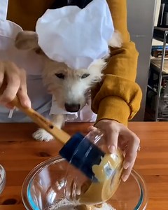 31K views · 1.2K reactions | Furry chef makes Halloween 'pup-cakes' with his mum 療 | Furry Tails | Facebook