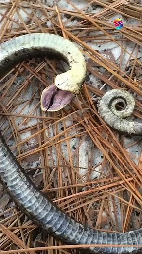 The Snake That Fakes Death