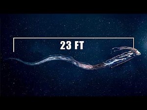 The Mystery of the 'Doomsday' Fish: The 23ft Oarfish