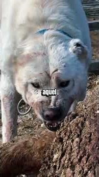 These Dog Breeds Sound Like MONSTERS #dogs #intimidating #dogbreeds