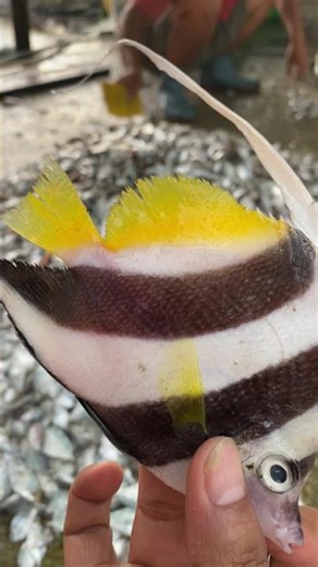 Fishing Life: One Cast, One Catch! #shorts