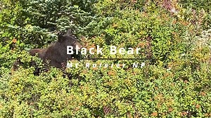 36K views · 301 reactions | One of the most exciting bear sightings we have ever witnessed! | Wandering Out Yonder | Facebook