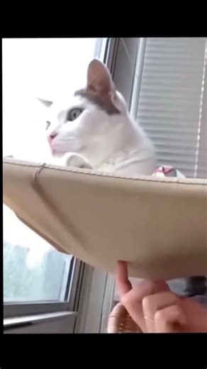 funny fails on cat #comedy #catmemes #funny