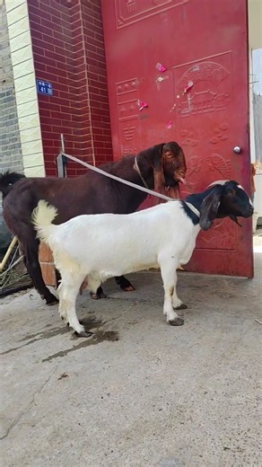 They are allowed to go for walks every day 14