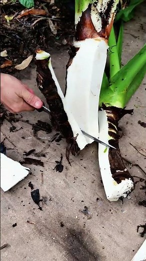 The process of peeling taro skin correctly. #shorts