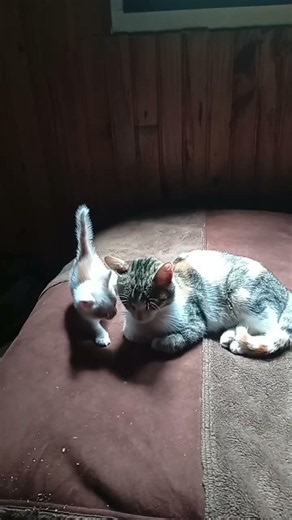 Le petit chat roux avec sa maman.