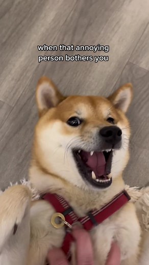 Playful Shiba Inu Dog Video Compilation