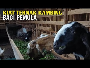 Tahapan Awal Ternak Kambing Bagi Pemula