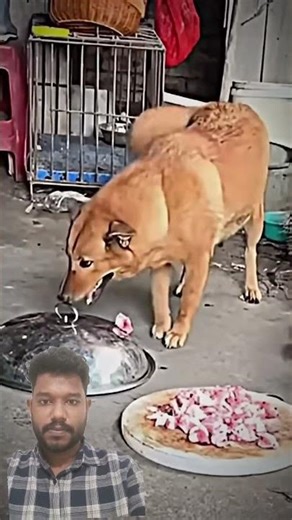 Mothers Love....#viral #animallove #emotionalstory #dogshorts #mother #mothers #loyalty