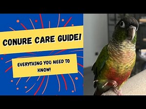 Conure Care Guide | Everything You Need To Know! | TheParrotTeacher