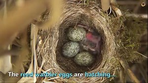 New characters, new life, sunbathing bunnies and cute fluffy owl chicks... Another Springwatch weekend! | BBC Springwatch