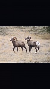 Animal Planet TV on Reels