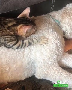 58K views · 253 reactions | If these 2 are friends then surely we can all get along!  IG/kingofthejungle18 Submit your videos and you could win $25K! | theCHIVE | Facebook