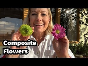 248 - What’s a composite flower?