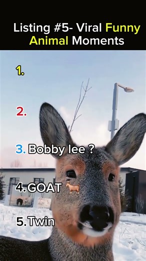 Ranking Viral Funny Animal Moments