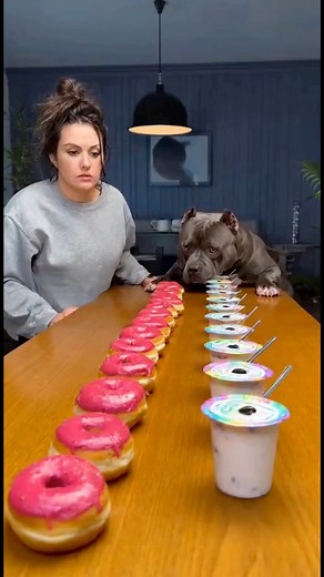 Yogurt Explosion vs Donut Destroyer Bully 😂🔥 #bullydogchallenge #funnyshorts #dogvswoman #viralshorts #ytshorts #tiktokfunny #americanbully #foodrace #donutchallenge #reelscomedy | Bully Show