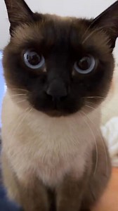 Are these eyes magic? My Siamese princess is looking a little cuter today! 😻💕 #CatMoments #FurryLove" #SiameseCat #CuteCatVideo #CatLovers #MeowMagic #CatsofInstagram #FluffyFriend #SiameseBeauty #DailyCatDose #PurrfectMoment #CatReel #CatsOfBD #CatMood | Siamese Cat Lovers