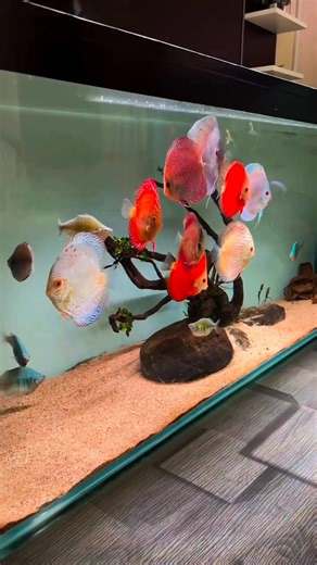 Giant Discus Fish Paradise ❤️ #discusfish #freshwateraquarium #aquarium #reelsviralシ | Pisces Eye