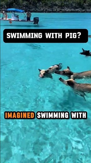 You Can Swim With Pigs Here