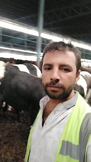 Exploring Life in a Livestock Barn with Cows