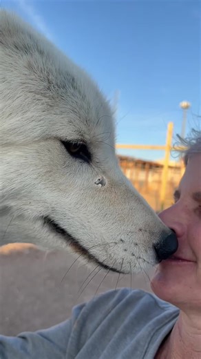 Nova decided I make a good perching post♥️🐺🥰. #keeperofthewolves #foryoupage #packpeculiar #savewolves #wolves