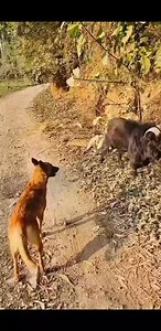 amazing funny �� | Bs Comedy House