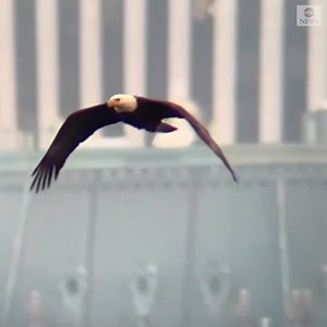 122K views · 5.9K reactions | A majestic bald eagle was spotted soaring high above New York's Central Park, captured in a stunning slow-motion footage. https://abcn.ws/3rZqWDb | ABC News | Facebook