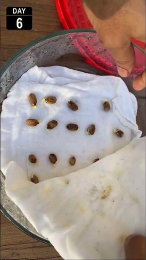 Germinate bitter melon seeds - Fast and easy #Shorts