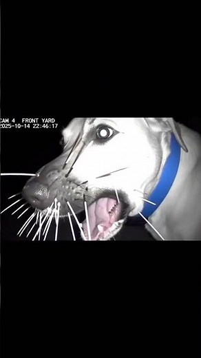 Dog Screams in Pain After Porcupine Fight 😢 Viral CCTV Clip