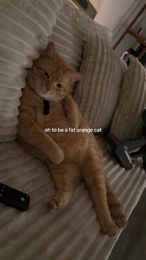 Life of a Fat Orange Cat: A Cute Perspective