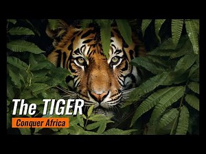 Tigers Invade Africa: A Bold Conservation Experiment! #TigerCanyon #TigersInAfrica
