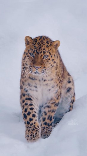 6.7K views · 285 reactions | There are roughly 100 to 130 Amur...