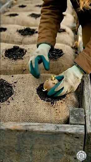 DIY Home-Grown Organic Potato Planter Using Jute Fabric Bags | Backyard Garden Setup #potato #diy