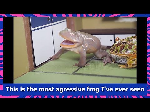 Budgett’s Frog - The Most Agressive Frog