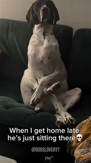 Dogs Acting Like Humans 😂 #funnydogs #doglife #petcomedy #dogsofyoutube #shorts #viral