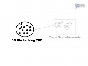 Genetic Studies of Human DNA Repair Proteins Using Yeast as a Model System