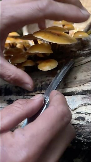 The Mountain's Hidden Treasure: Enoki Mushroom