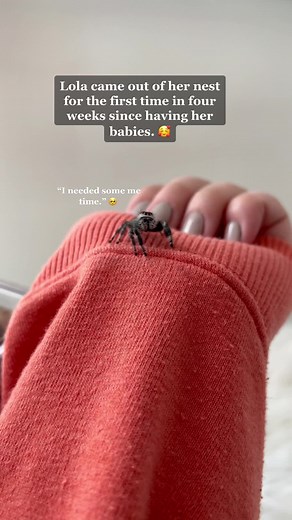 Lola the Spider: A New Mom Taking A Break | Jumping Spider