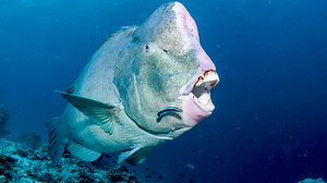 Incredible Buck-Toothed Fish Can Bite Through Rocks