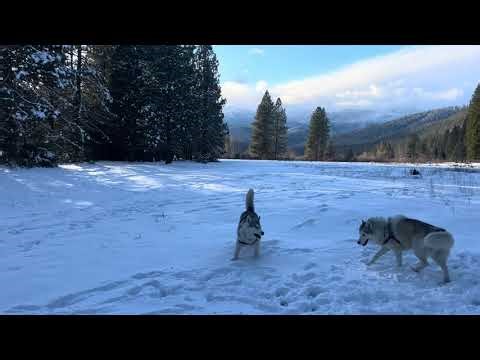 Siberian huskies playing in the snow