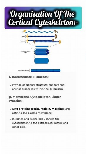🔥Organization of Cortical Cytoskeleton🔥💯✔️#ignou #biology #science #cell #cellbiology #cytoskeleton