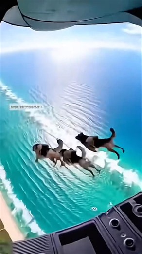 SKILLED DELTA FORCE K9 DOGS #shortsvideo