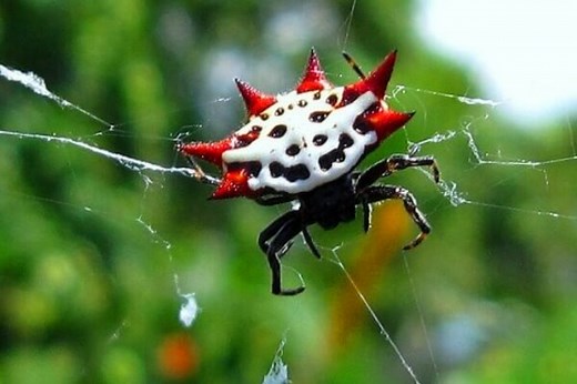 Tipos de arañas | Especies de arañas y sus características |