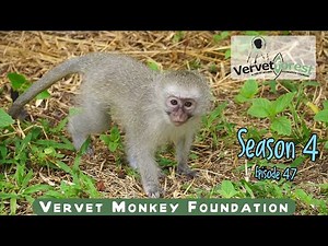 Pokie the baby monkey visit the vet, the bunch of orphan juvenile monkeys doing well and settling in