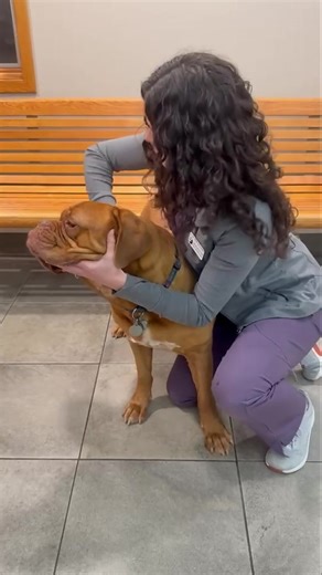 Discover the benefits of Veterinary Spinal Manipulation with Dr. Tribuzzo as she explains what an adjustment is and demonstrates on Ripley 🐾! Interested in holistic care for your pet? Call us at (614) 888-2100 or book your appointment at lifetimepetwellness.com. #PetWellness #VetCare #HolisticPet | Lifetime Pet Wellness Center
