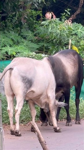 #shortsyoutube #bull #bullfightsinmaharashtra #bullfightlover