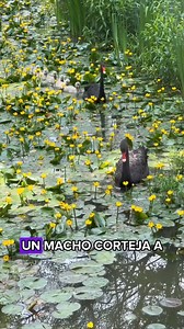 187K views · 4.7K reactions | Ambos cisnes negros son machos!!#animals #Foryou #Friendship #Us #usa #love #Animal #animals #Friendship #cute #animal #tiktok #Foryou | Do You Like Animals? | Facebook