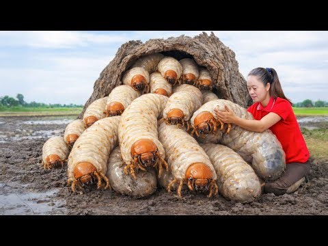 Harvesting Giant Coconut Weevils & Go to Market Sell | How to remove rotten tree trunks to catch